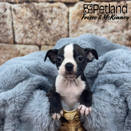 [#25222-02] Brindle M Boston Terrier Puppies for Sale