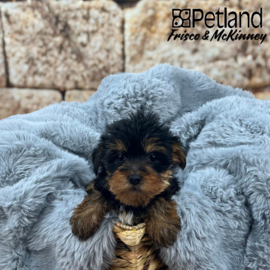 [#25226-01] Black / Tan F Yorkshire Terrier Puppies for Sale