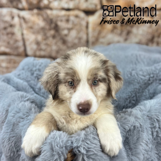[#25223-03] Red Merle F Australian Shepherd Puppies for Sale