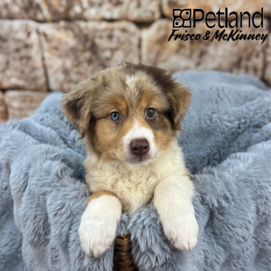 [#25223-05] Red Merle F Australian Shepherd Puppies for Sale