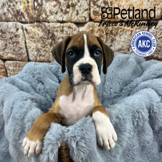 [#251590-02] Fawn M Boxer Puppies for Sale