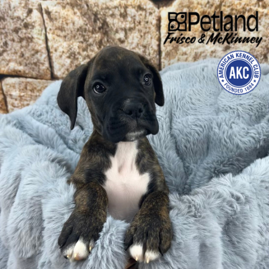 [#251590-06] Brindle F Boxer Puppies for Sale