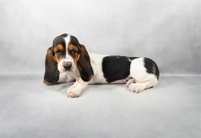 [#M05365] Black White and Tan F Basset Hound Puppies for Sale