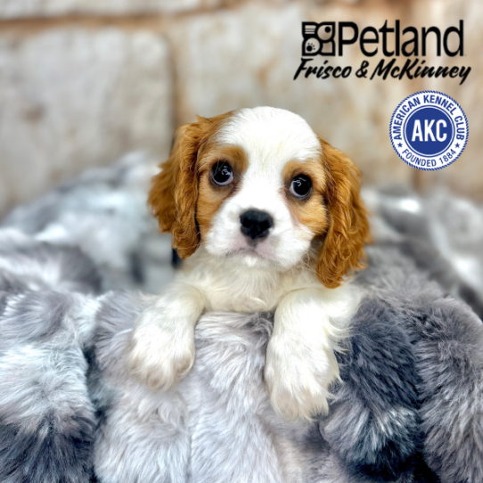 [#M07598] Blenheim M Cavalier King Charles Spaniel Puppies for Sale