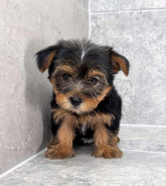 [#25315-04] Black / Tan F Yorkshire Terrier Puppies for Sale