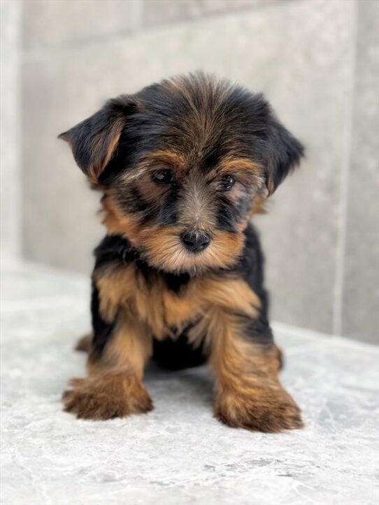 [#25325-05] Black / Tan F Yorkshire Terrier Puppies for Sale