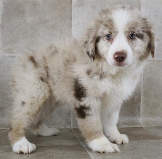 [#25223-03] Red Merle F Australian Shepherd Puppies for Sale