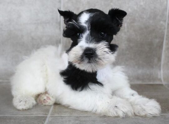[#25256-01] Black / White M Miniature Schnauzer Puppies for Sale