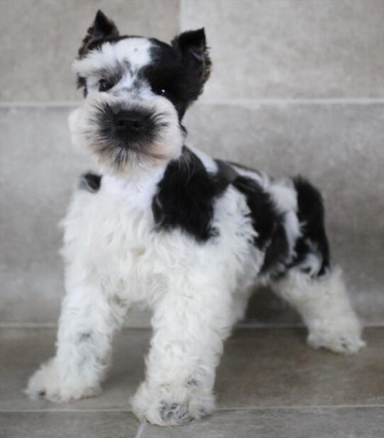 [#25256-02] Salt / Pepper M Miniature Schnauzer Puppies for Sale