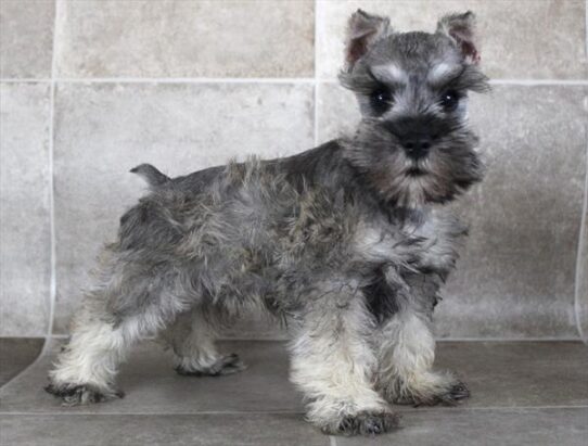 [#25256-03] Salt / Pepper M Miniature Schnauzer Puppies for Sale