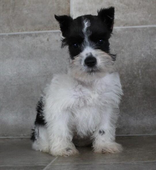 [#25256-04] Black / White F Miniature Schnauzer Puppies for Sale