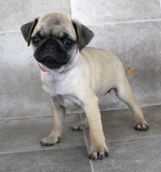 [#25254-03] Fawn F Pug Puppies for Sale