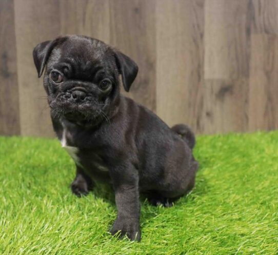 [#251698-01] Black M Pug Puppies for Sale