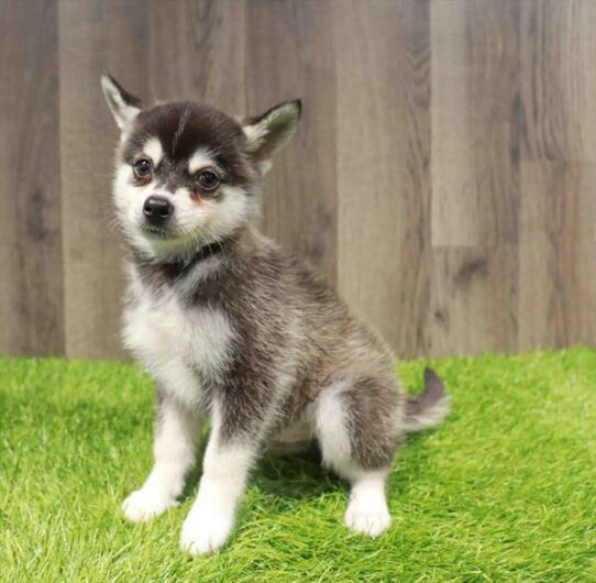 [#251699-02] Black / White M Alaskan Klee Kai Puppies for Sale