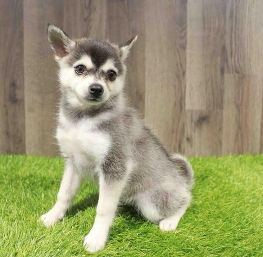 [#251699-03] Black / White F Alaskan Klee Kai Puppies for Sale