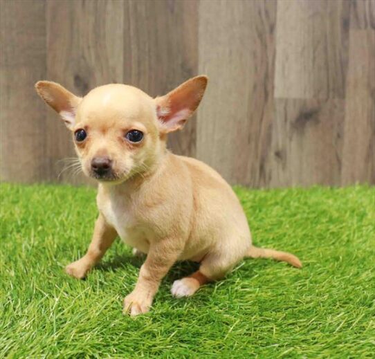 [#251710-01] Fawn F Chihuahua Puppies for Sale
