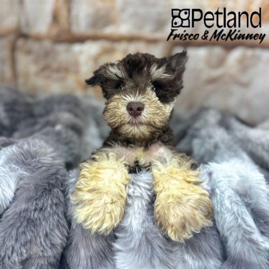 [#2571-01] Chocolate / Tan M Miniature Schnauzer Puppies for Sale