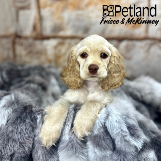 [#M06790] Buff F Cocker Spaniel Puppies for Sale