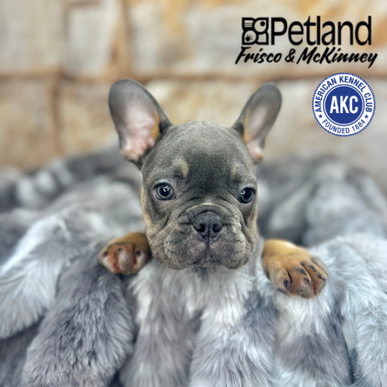 [#M06512] Blue and Tan M French Bulldog Puppies for Sale