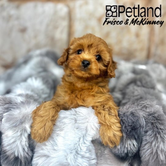 [#25105-05] Red F Cavapoo F2 Puppies for Sale