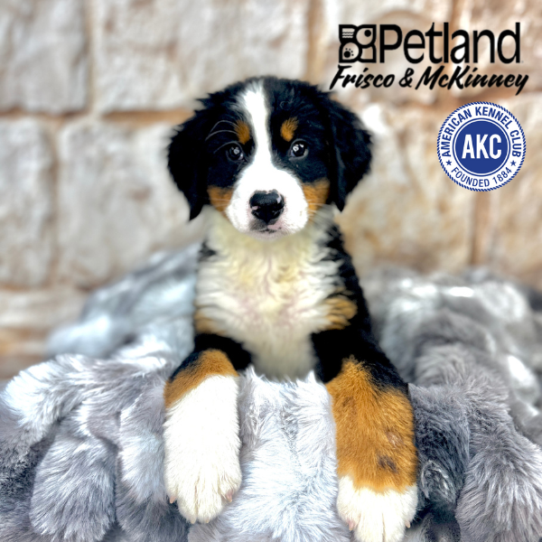 [#M07247] Black Rust and White F Bernese Mountain Dog Puppies for Sale