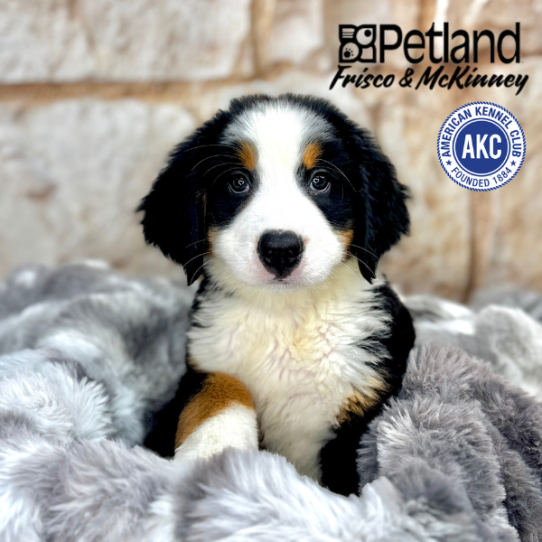 [#M07245] Black Rust and White F Bernese Mountain Dog Puppies for Sale
