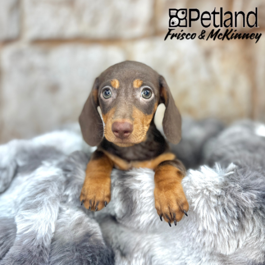 [#M08502] Chocolate and Tan F Dachshund Puppies for Sale