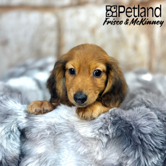 [#M10067] Red M Dachshund Puppies for Sale