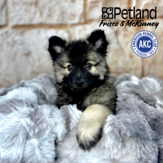 [#M08086] Grey Silver and Black F Keeshond Puppies for Sale