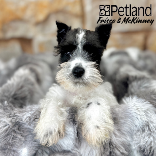 [#25256-01] Black / White M Miniature Schnauzer Puppies for Sale