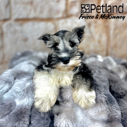 [#M06644] Salt and Pepper M Confetti Schnauzer Puppies for Sale