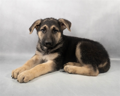 [#M05930] Black and Tan M German Shepherd Puppies for Sale