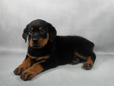 [#M06016] Black and Mahogany M Rottweiler Puppies for Sale
