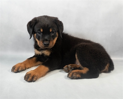 [#M06024] Black and Mahogany M Rottweiler Puppies for Sale