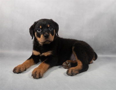 [#M06030] Black and Mahogany F Rottweiler Puppies for Sale