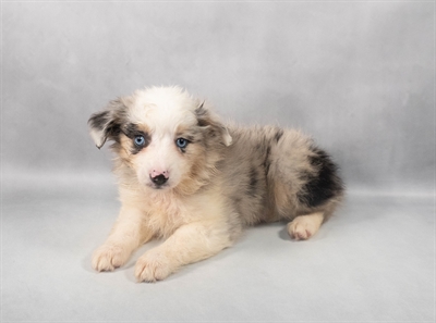 [#M06177] Blue Merle White and Tan F Miniature Australian Shepherd Puppies for Sale
