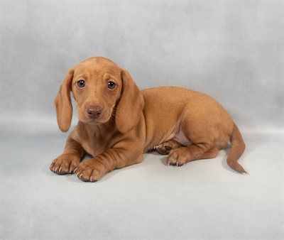 [#M06222] Red F Dachshund Puppies for Sale