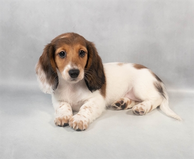[#M06225] Red F Dachshund Puppies for Sale
