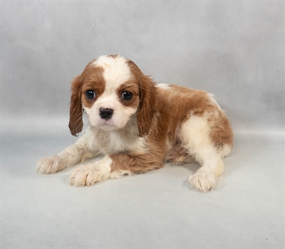 [#M06324] Blenheim F Cavalier King Charles Spaniel Puppies for Sale