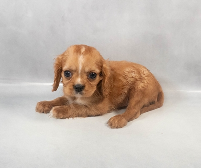 [#M06348] Ruby M Cavalier King Charles Spaniel Puppies for Sale