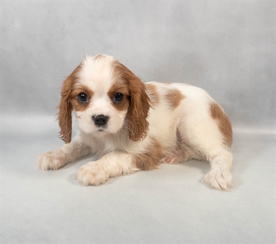 [#M06353] Blenheim F Cavalier King Charles Spaniel Puppies for Sale