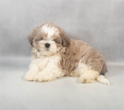 [#M06446] Blue and White M Shih Tzu Puppies for Sale
