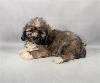 [#M06557] Grizzle F Lhasa Apso Puppies for Sale