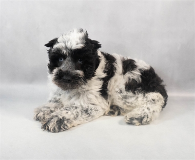 [#M06572] Black and White F Miniature Schnauzer Puppies for Sale