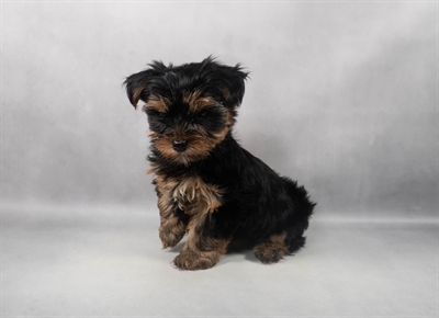 [#M06694] Black and Tan F Yorkshire Terrier Puppies for Sale