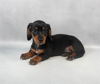 [#M06962] Black and Tan F Dachshund Puppies for Sale