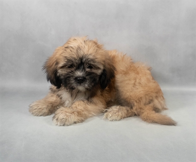 [#M07136] Golden M Lhasa Apso Puppies for Sale