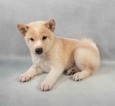 [#M07553] Cream M Shiba Inu Puppies for Sale