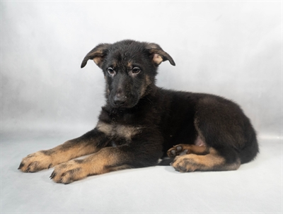 [#M09447] Black and Tan M German Shepherd Puppies for Sale