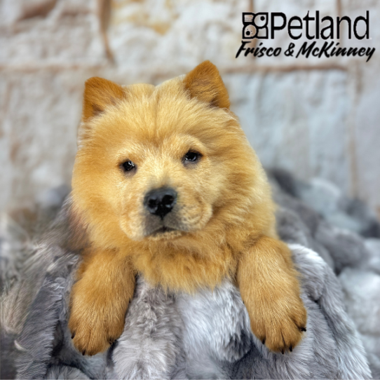 [#251563-04] Red M Chow Chow Puppies for Sale